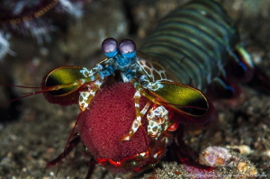 Mantis shrimp with eggs by Raffaele Livornese 